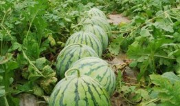 莱州大瓜爆料视频最新,惊人内幕曝光，真相令人震惊！